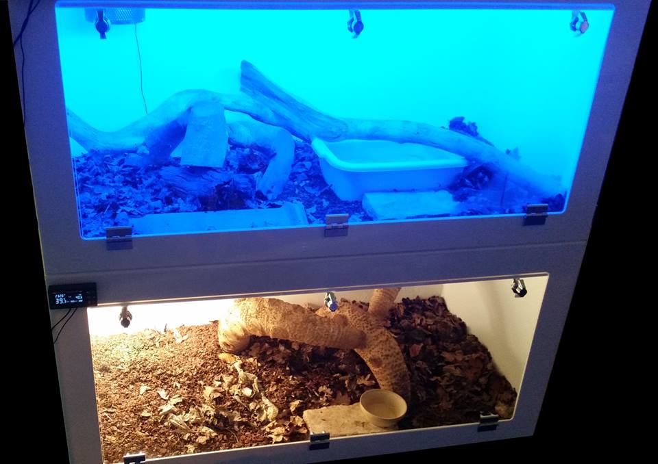 Two 2ft x 4ft x 2ft vivariums set up in a customer’s home.